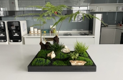 办公室内防辐射的植物