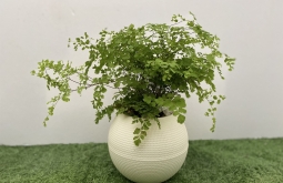有空调的房间放什么植物